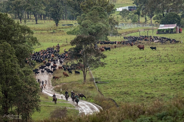 cattle-Blackflat Lane 2