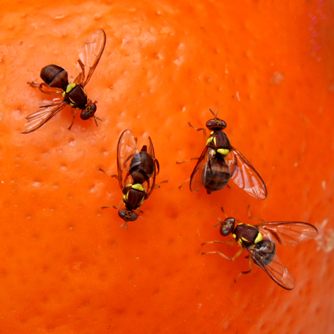  Fighting Fruit Fly