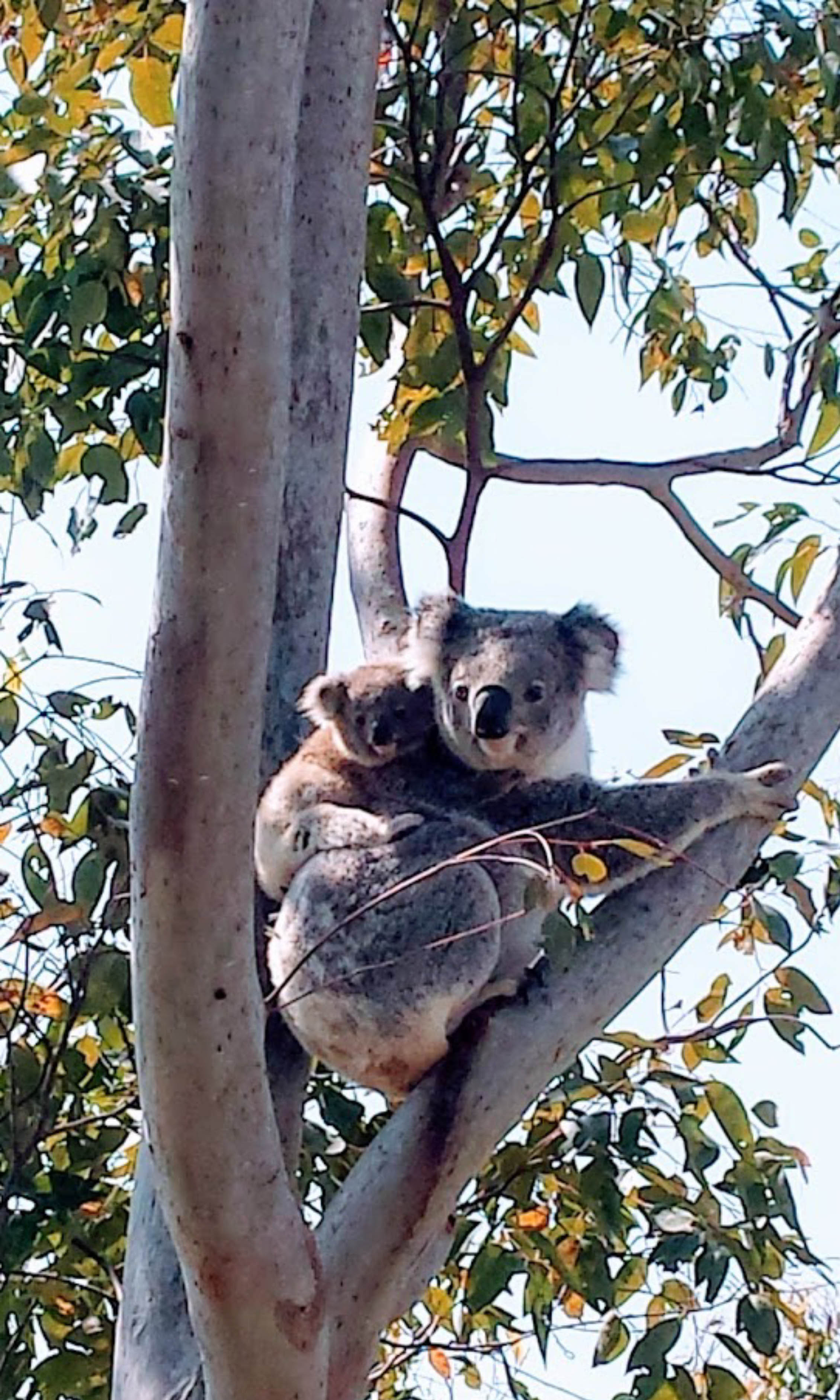 A local resident pleads for a better life for Koalas!