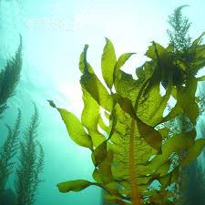  The benefits of seaweed
