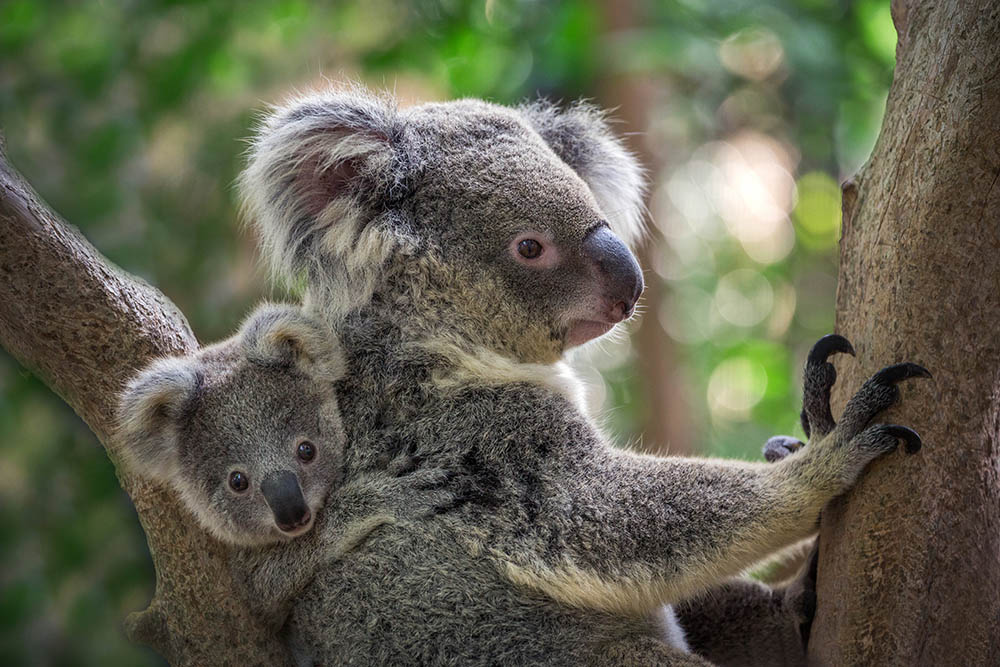  OUR KOALAS RULE… OK?