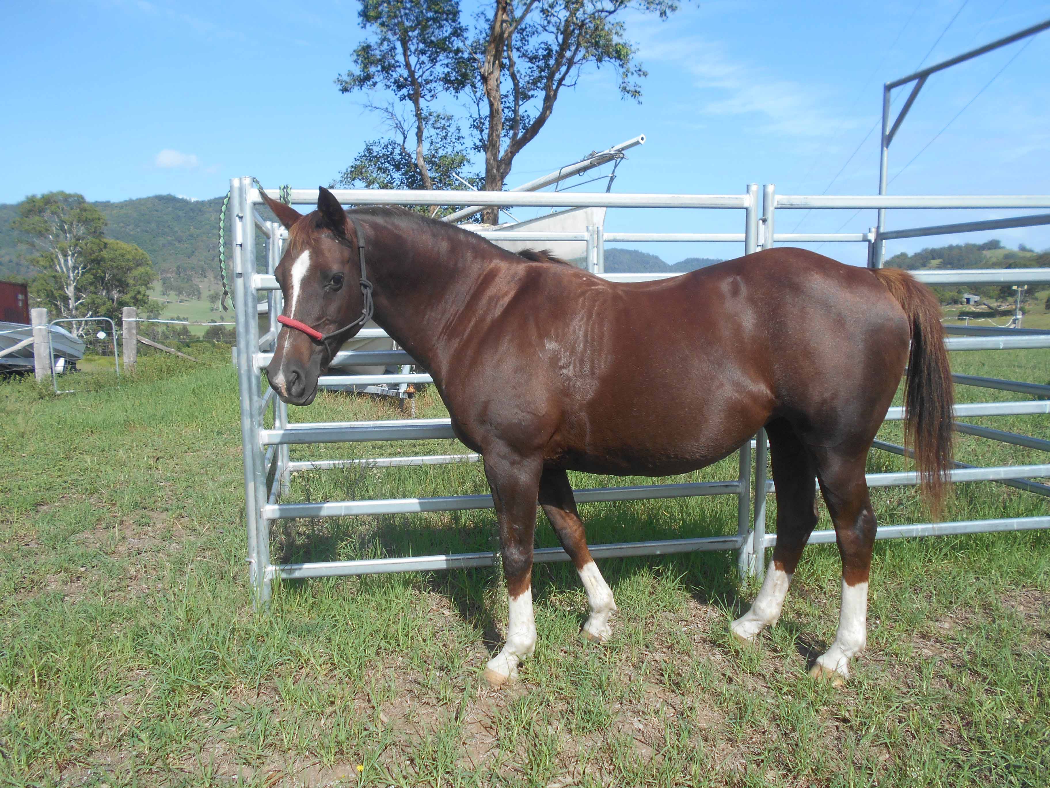  CHARITY HORSE RIDE