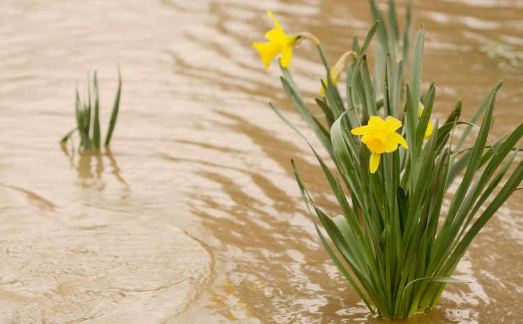  AFTER THE FLOOD – HOW TO HELP YOUR GARDEN RECOVER