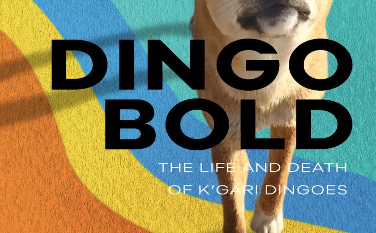  Dingo Bold