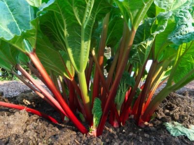  A Little Bit About Rhubarb