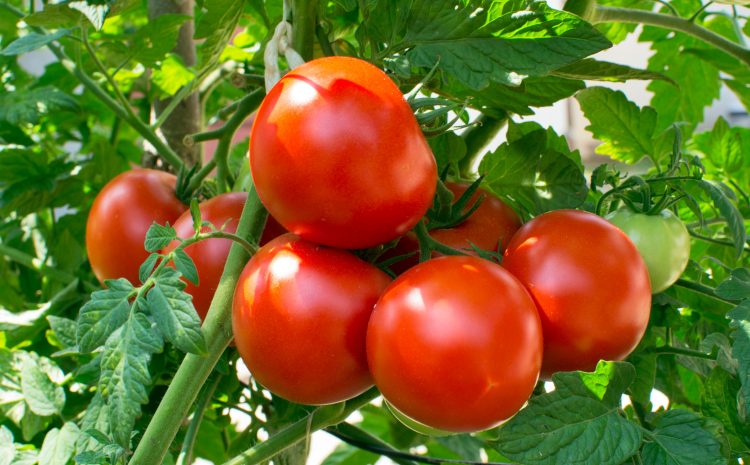  Tomato Problem Solver