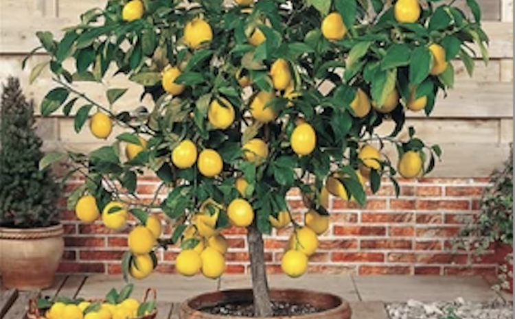  How to Grow Citrus in Pots