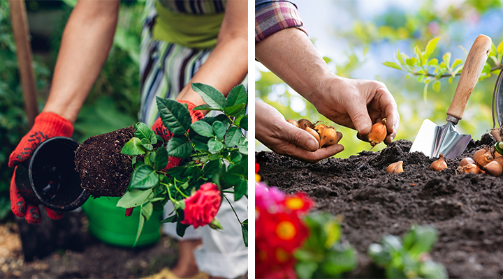 Why Autumn is the best time for planting