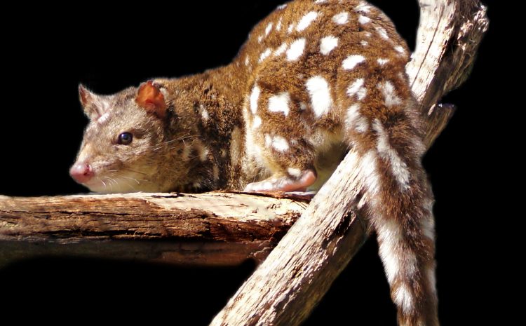  SPOTTED TAIL QUOLLS