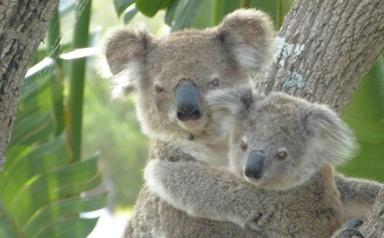  THERE ARE NO LAWS PROTECTING KOALAS