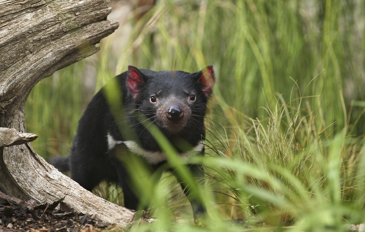 Tasmanian Devils - Bush Heritage Australia