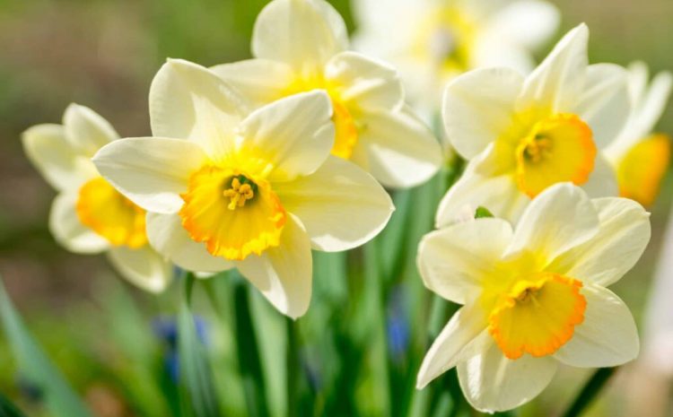  HOW TO PLANT BULBS STEP-BY-STEP